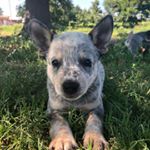 Profile Picture of SteveBlue (@steve_blue18) on Instagram
