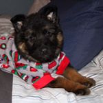 Profile Picture of Bernard Roy Hassett (@bernard_thelonghairshepard) on Instagram