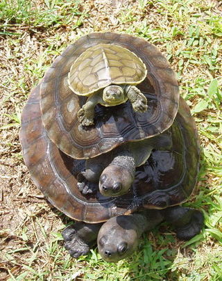 Turtle shell - Wikipedia