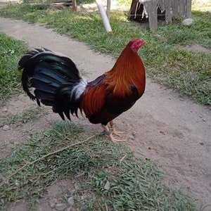 Profile Picture of Gilberto Quintero (@Gilbert96141649) on Twitter
