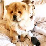 Profile Picture of Walter The Chow (@walter_the_chow) on Instagram