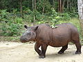 Profile Picture of Sumatran rhinoceroson Wikipedia