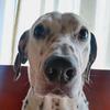 Profile Picture of simonchoeldalmata (@simoneldalmata) on Tiktok