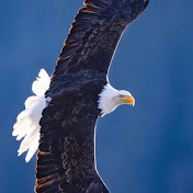 Profile Picture of Amir Hossein Eftekhari (@AmirHosseinEftekhari-zp9ie) on Youtube