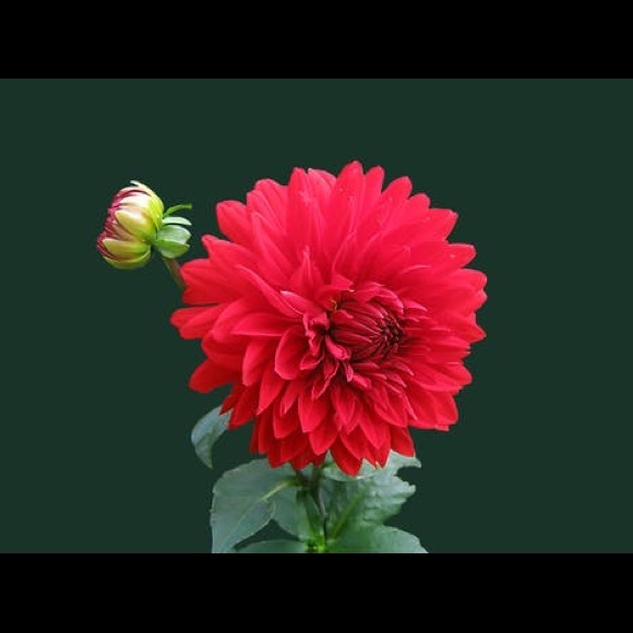 Olivia Ocon - Poshmark Profile Picture of Olivia Ocon (@cutelove21) on Poshmark