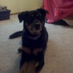 Profile Picture of Callie Marrie Schroeder (@_callie_dog_) on Instagram