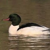 Profile Picture of Paul Singleton (@PaulSin78953951) on Twitter