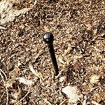 Profile Picture of Rick Rushing, ASLA (@perennialpro) on Instagram