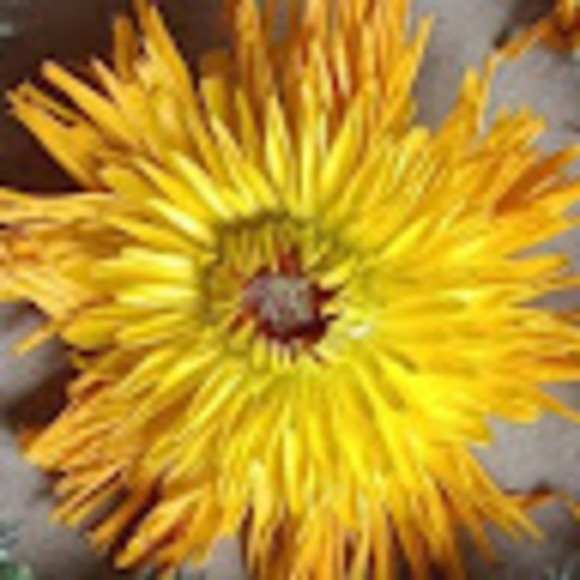 Profile Picture of Rita Damore (@ritadamore) on Poshmark