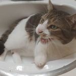 Profile Picture of Sean Horton (@seanbigfatcat) on Instagram
