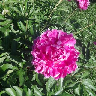 Profile Picture of Joyce Caplinger (@joyce.caplinger.9) on Facebook