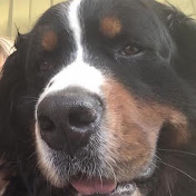 Profile Picture of Andrew Fox (@andrewfox2452) on Youtube