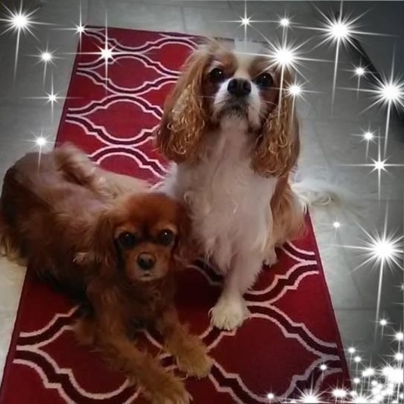 Profile Picture of Carol Benack (@carolb1965) on Poshmark