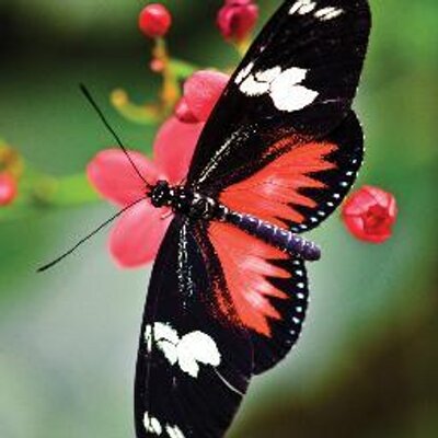 Profile Picture of Gisel Flores (@Giselflores6) on Twitter