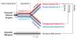 Profile Picture of Sequence homologyon Wikipedia
