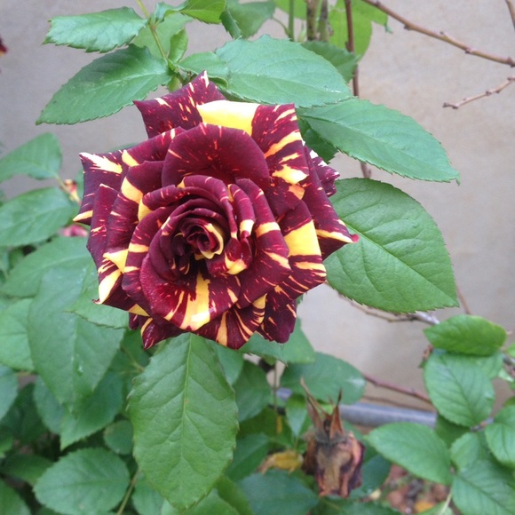 Profile Picture of Mahmoud Shaheen (@ma_sha) on Poshmark