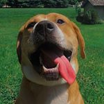 Profile Picture of Winston William Simmonds (@winnie.the.dog.simmonds) on Instagram