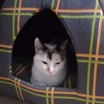 Profile Picture of Carlotta Bellassai (@carlotta.bellassai) on Instagram