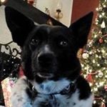 Profile Picture of Barry Farmer (@dragraceking63) on Instagram