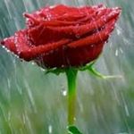 Rajesh hegde - Instagram Profile Picture of Rajesh hegde (@raj_eshhegde) on Instagram