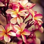 Profile Picture of Ajaz Ajaz (@mahmoodejaz333) on Instagram