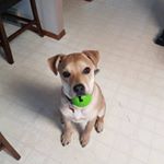 Profile Picture of Candace Lynn Stevenson (@stevenson_candace) on Instagram