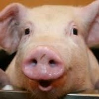 Profile Picture of Joop Knoflook (@joop-knoflook) on Quora