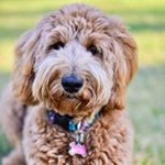 Profile Picture of RubyDoodle (@rubydoodleelrod) on Instagram