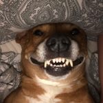Profile Picture of Steven Pace (@pacey5323) on Instagram