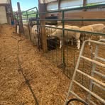 Profile Picture of Brayden Bell (@Brayden-Bell) on Facebook