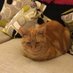 Profile Picture of Red_Tabby  😻 🐴 🎾 (@karenwr75084451) on Twitter