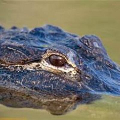 Jimmy O'Dell - Twitter Profile Picture of Jimmy O'Dell (@JimmyODell2) on Twitter