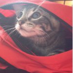 Profile Picture of Robin James Maddox (@robin_snookums) on Instagram