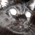 Profile Picture of Skyler Grant (@therealsasquatchjedi) on Instagram