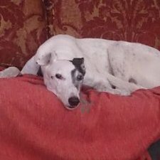 Profile Picture of Rappa's Mum (@RappaConcorde) on Twitter