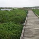 Profile Picture of Sandy Harris (@sandegals) on Instagram