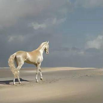 Profile Picture of Jamal Abboud (@JamalAbboud60) on Twitter