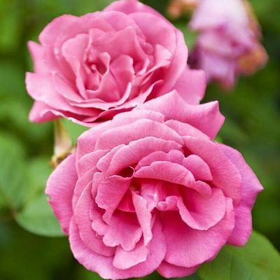 Profile Picture of GLADYS Young (@gladysyoung1961) on Twitter