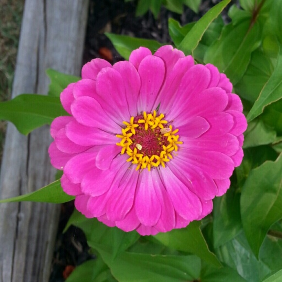 Profile Picture of Tina Mccuiston (@816flowergirl) on Poshmark