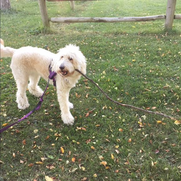 Profile Picture of Mary Genovesi (@wtfb) on Poshmark