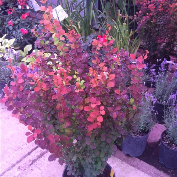 Profile Picture of Lisa Josoff (@ljjosoff) on Poshmark