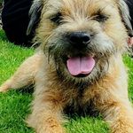 Profile Picture of Eric the red border puppy (@eric.__the_red_border_terrier_) on Instagram