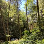 Profile Picture of Thomas Armour (@hemlockvalley) on Instagram