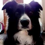 Gayle Hartranft - Instagram Profile Picture of Gayle Hartranft (@gaylehartranft) on Instagram