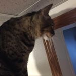 Profile Picture of thomas_jefferson_nickelson (@thomas_jefferson_nickelson) on Instagram