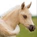 Profile Picture of Pam Millard (@jpmillard) on Pinterest