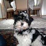 Profile Picture of lena.hummelt03 (@lena.hummelt03) on Instagram