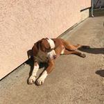 Profile Picture of mikepavlovic (@mike_pavlovic_) on Instagram