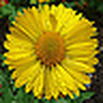 Gordon  Gardner - Flickr Profile Picture of Gordon  Gardner (@staunton farm gardens & country park) on Flickr