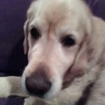 Profile Picture of Joseph DeLorme (@joseph_delorme5) on Instagram